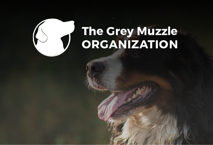 grey muzzle teaser