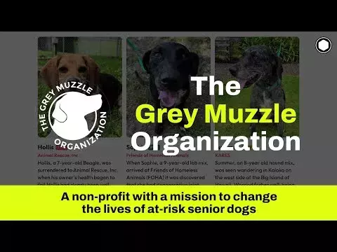 Watch The Grey Muzzle Organization: A Website Upgrade & Redesign Story | Specbee on YouTube.